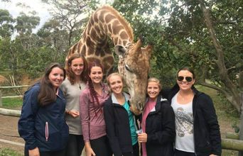 Giraffes Are Amazing Creatures