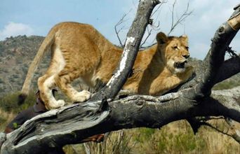 Volunteer in South Africa - Lioness Sheeba