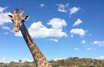 Volunteer in South Africa - Beautiful Giraffe