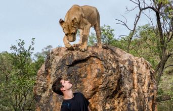 Volunteer in South Africa - On A Lion Walk