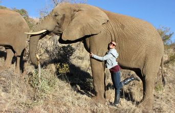 Volunteer in South Africa - Elephant Love