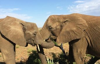 Volunteer in South Africa - Mother And Daughter Elephants