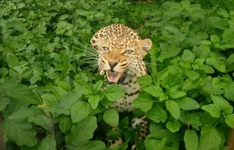 Volunteer in South Africa - Very Gorgeous Leopard