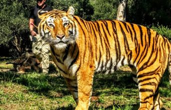 Volunteer in South Africa - The Big Tiger, Jasmine