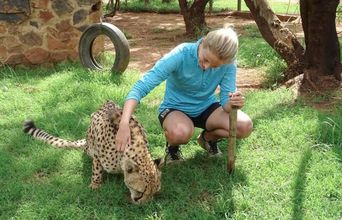 Volunteer in South Africa - The Three-Legged Cheetah