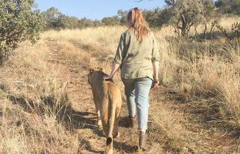 Volunteer in South Africa - Walking Alongside A Lion