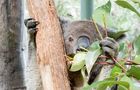 Volunteer in Australia - Wild Animal Sanctuary