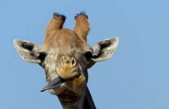 Volunteer in South Africa - Gerald The Giraffe