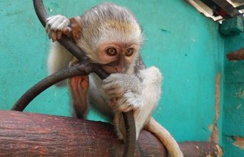 Volunteer in Zimbabwe - Monkeying Around
