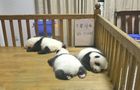 Volunteer in China - Giant Panda Center
