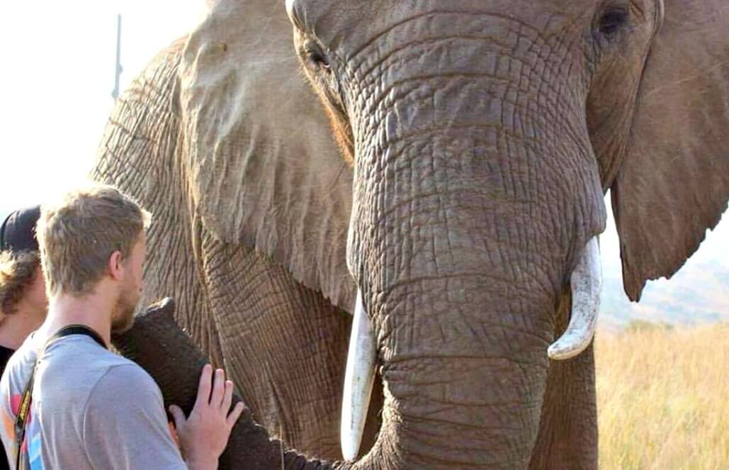 Volunteer in South Africa - Elephant Trunk