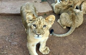 Volunteer in South Africa - Lion Cubs