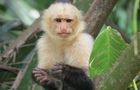 Volunteer in Costa Rica - Diverse Jungle Animal Experience