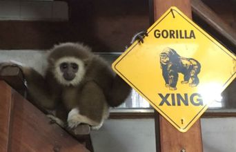Volunteer in Thailand - Gibbon With Street Crossing Sign