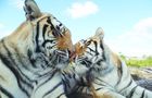 Volunteer in South Africa - Big Cats Rescue Sanctuary