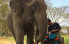 Volunteer in Thailand - Elephant Forest Refuge