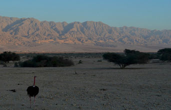 A Male Ostrich In Front Of The Jordanian Mountains