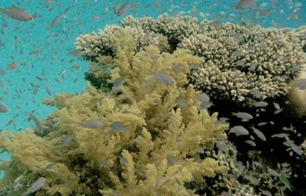 Underwater Snapshot Of The Reef