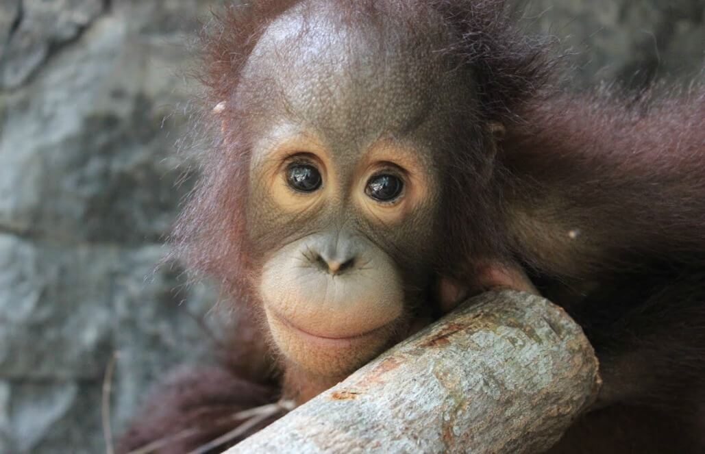 Volunteer in Indonesia - Orangutan and Wildlife Rescue Center