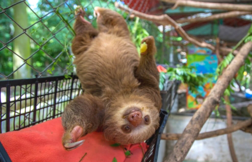 sloth costa rica 