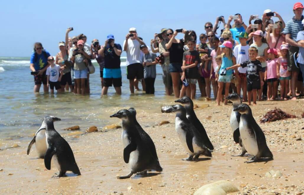 South Africa - Penguin and Marine Bird Sanctuary