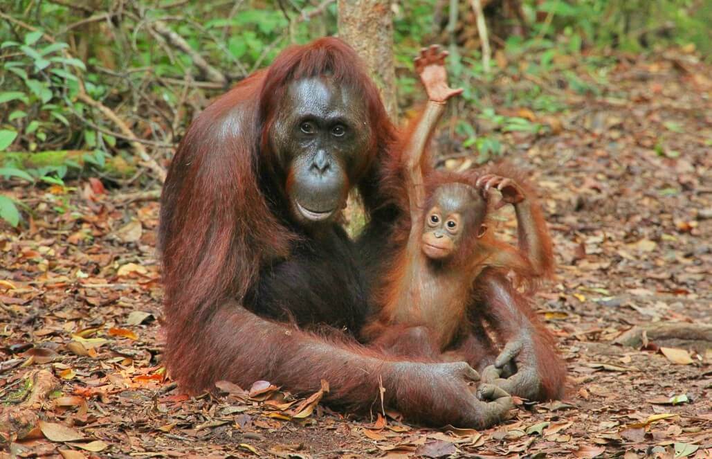 Volunteer in Indonesia - Orangutan and Wildlife Rescue Center