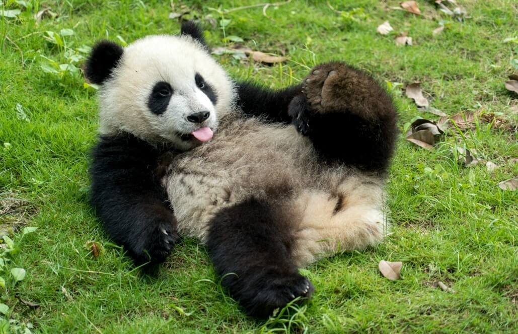 Volunteer in China - Giant Panda Center