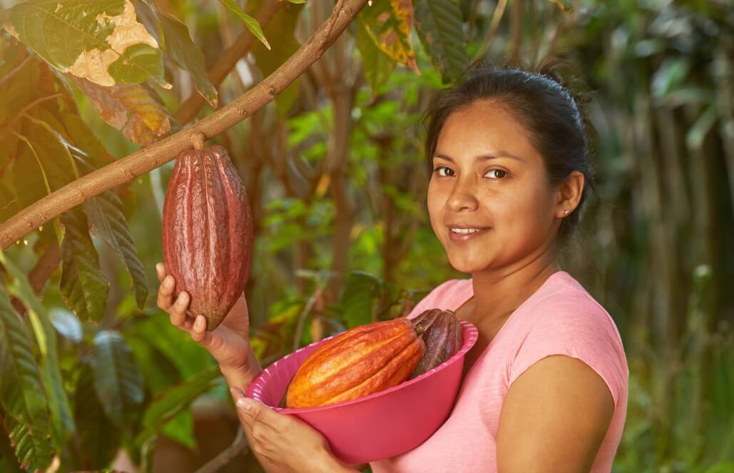 Volunteer in Belize - Organic Cacao Farming and Chocolate Making