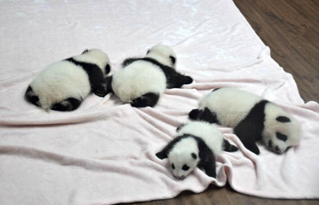 Volunteer in China - Panda Babies!