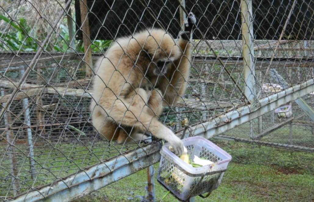 Volunteer in Thailand - Chester the Gibbon Enjoying Breakfast