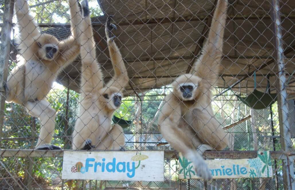 Volunteer in Thailand - Young Gibbons