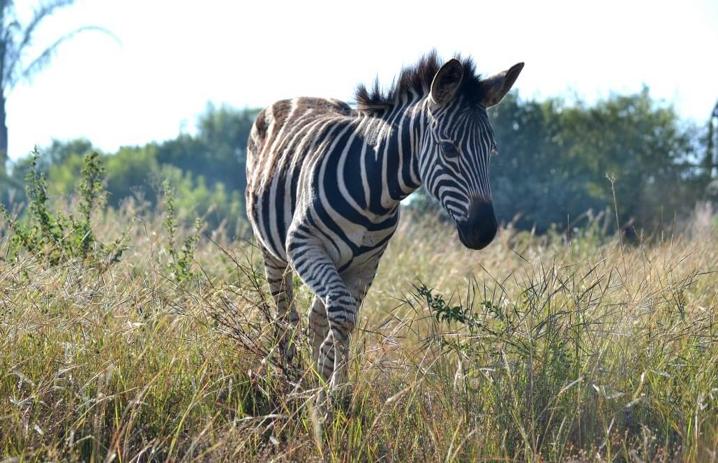 Volunteer in South Africa - Baby Zebra