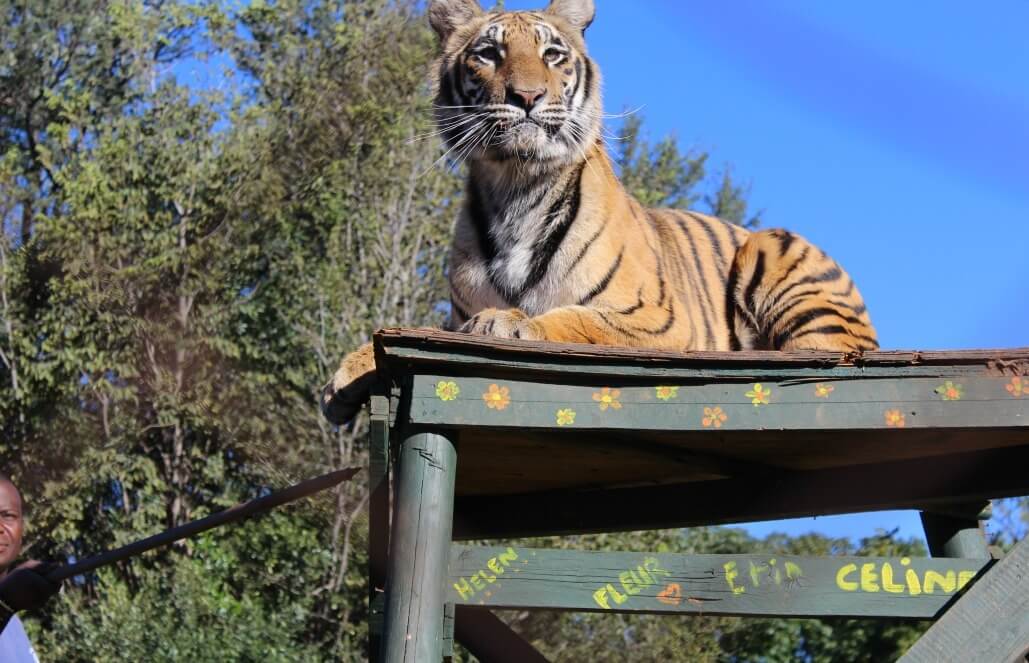 Volunteer in South Africa - Tiger
