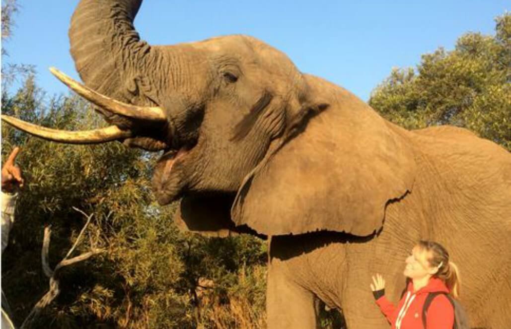 Volunteer in South Africa - Morning Elephant Walk