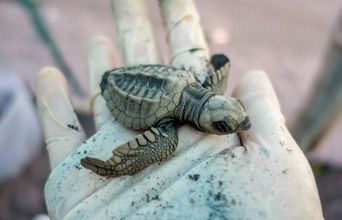 Volunteer in Costa Rica - Sea Turtle Conservation