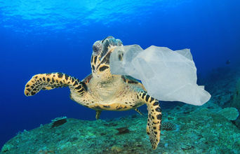 Sea Turtle Mistakes Plastic Bag for Jellyfish
