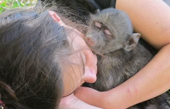 Volunteer in South Africa - Monkey and Wildlife Rehabilitation Center