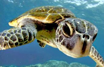 Volunteer in Indonesia - Bali Sea Turtle Rescue
