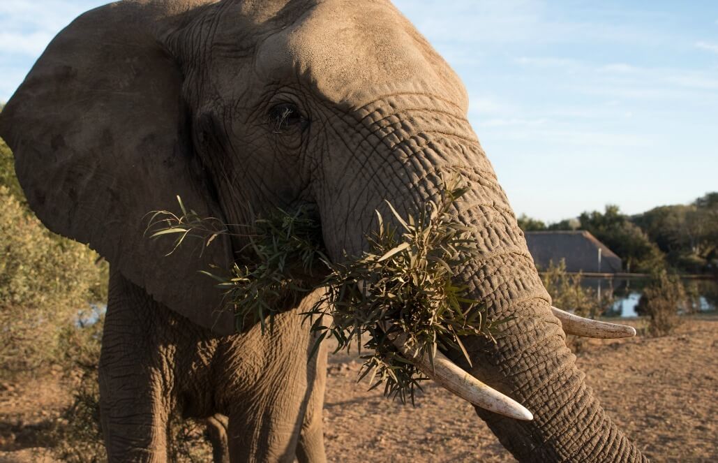 Volunteer in South Africa - Walks With The Elephants