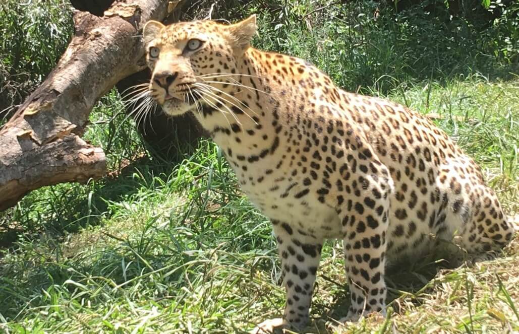 Volunteer in South Africa - Princess Selati The Leopard