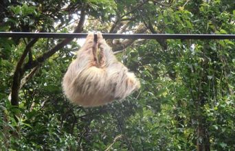 A Tree Sloth Hanging About