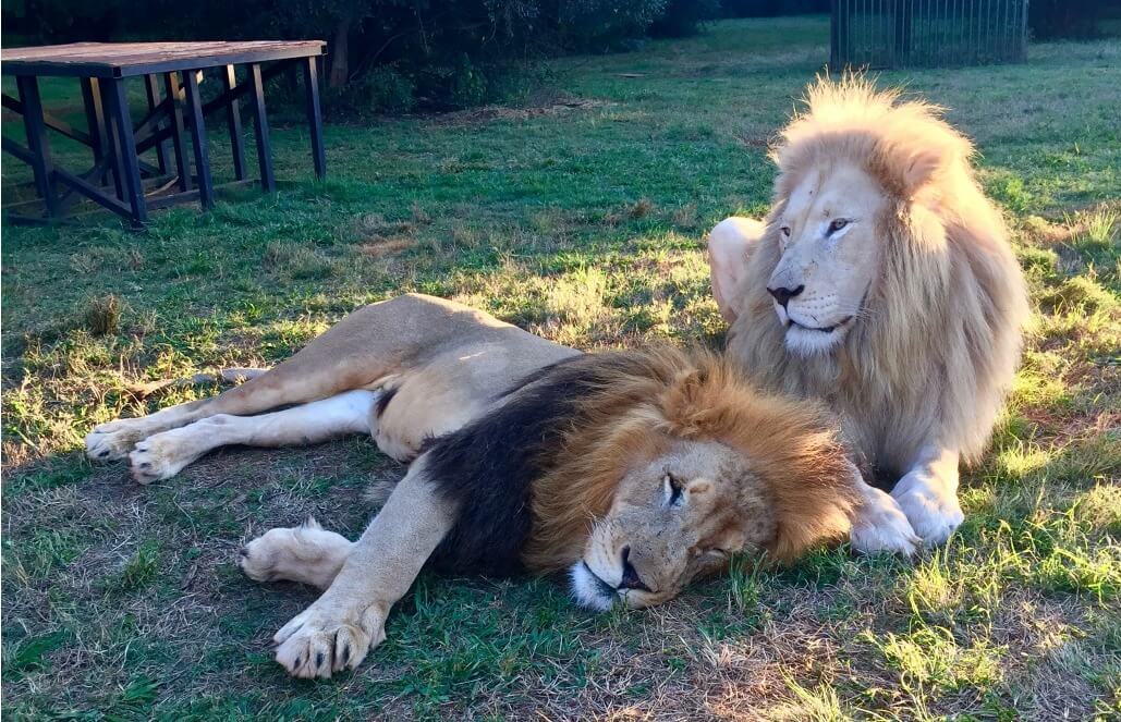 Volunteer in South Africa - Lion Best Friends